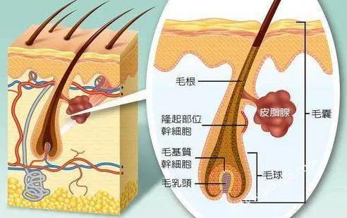 胡子长得快，雄性激素旺盛？别高兴太早，医生告诉您事情的真相