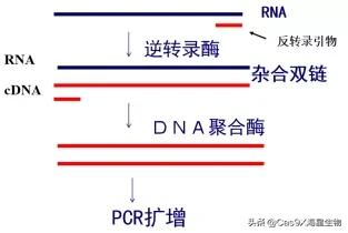 pcr是什么意思图片