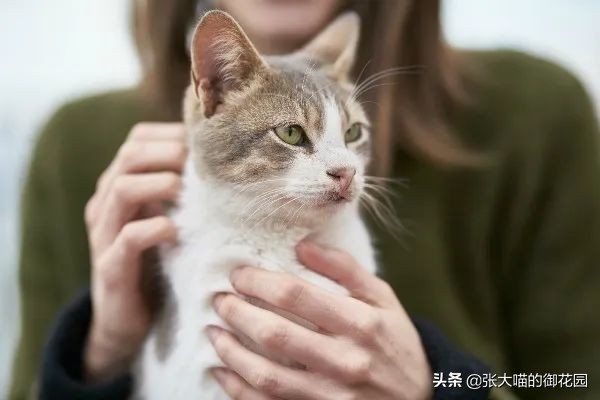 猫吃虾的好处和坏处（详解猫吃虾的利弊端）