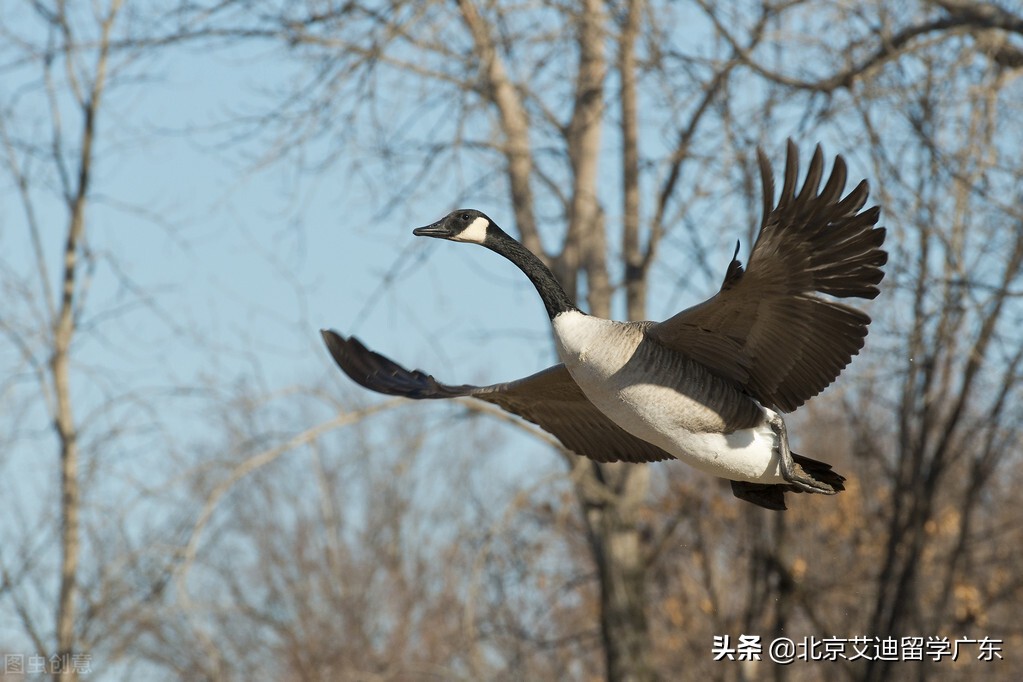 温莎大学｜拥有加拿大唯一的本科汽车工程学专业