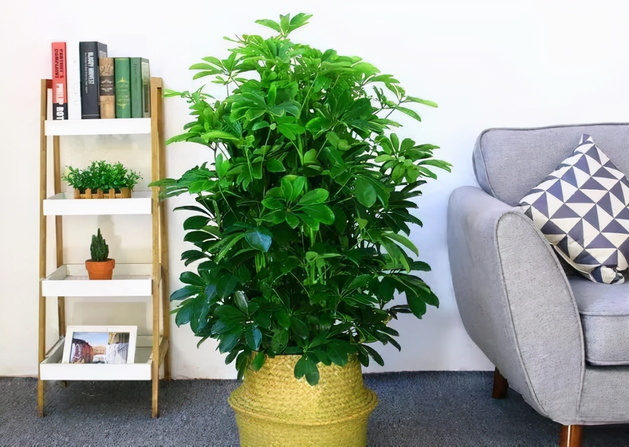 10种健康花，适合养客厅，吉祥有品味，关键个个都是净化高手