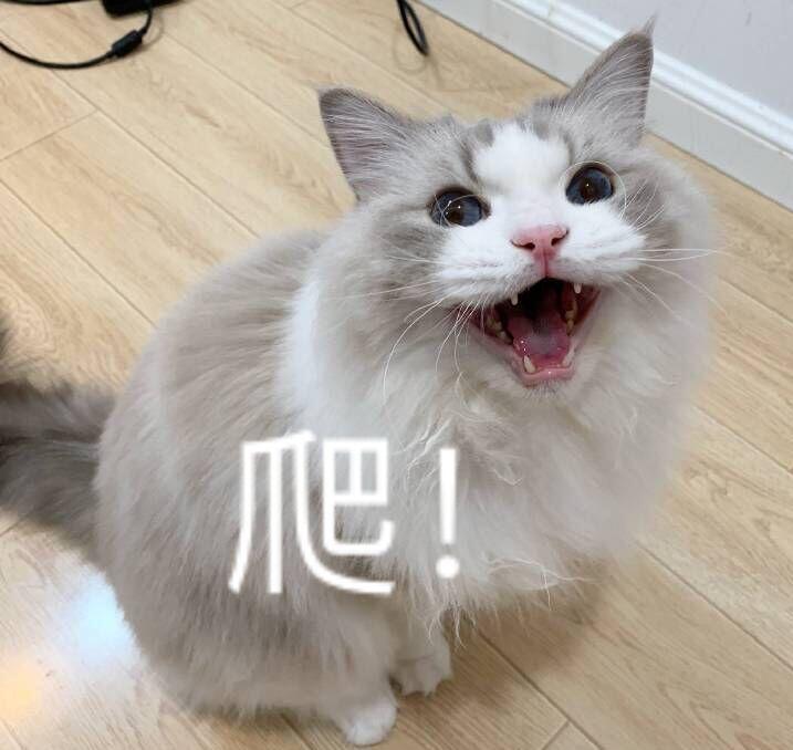 猫咪表情包合集｜笑得露出小虎牙