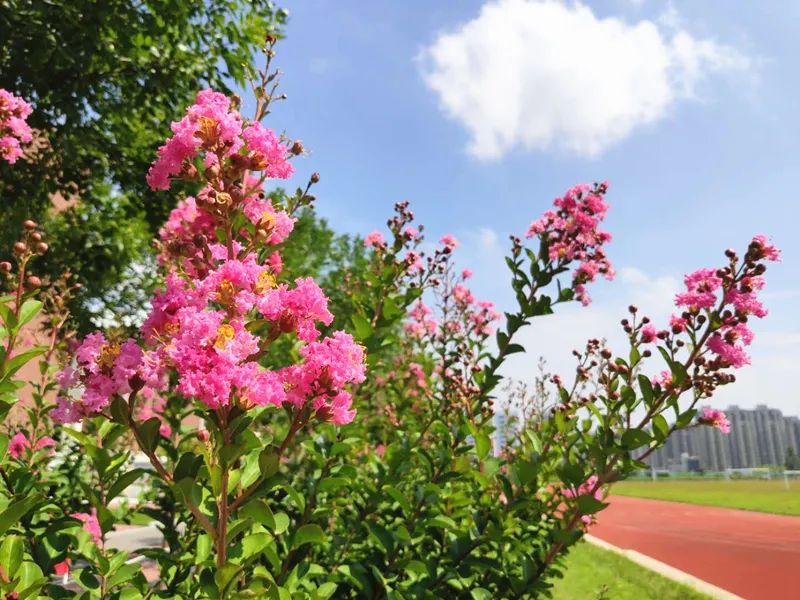 英迪国际学校2020年小学生入学须知