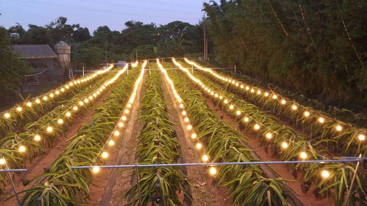 什么灯可以代替太阳光_仿太阳植物灯对植物补光的效果