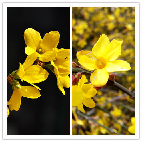 迎春花与连翘花区别（正确区分迎春与连翘只需3步）