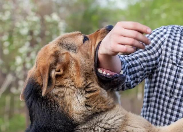 狗都有狂犬病毒吗(狂犬病来自犬类动物？世界卫生组织：健康狗狗本身没有狂犬病毒)