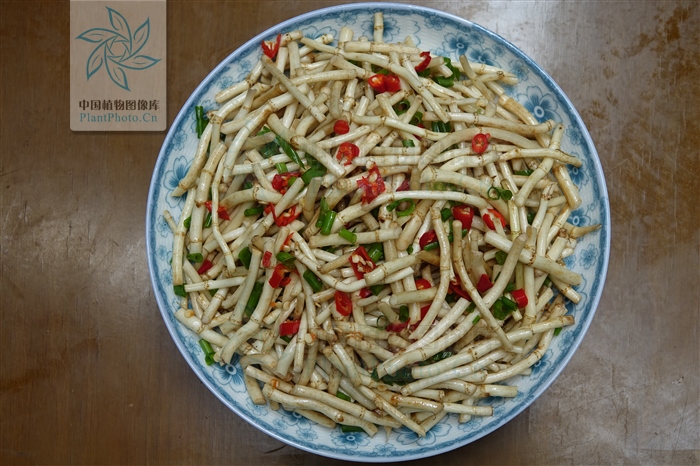 鱼腥草长什么样图片（详解鱼腥草生长过程与药用价值）