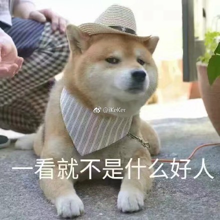 呆萌柴犬表情包：下面听我说，我们都是狗