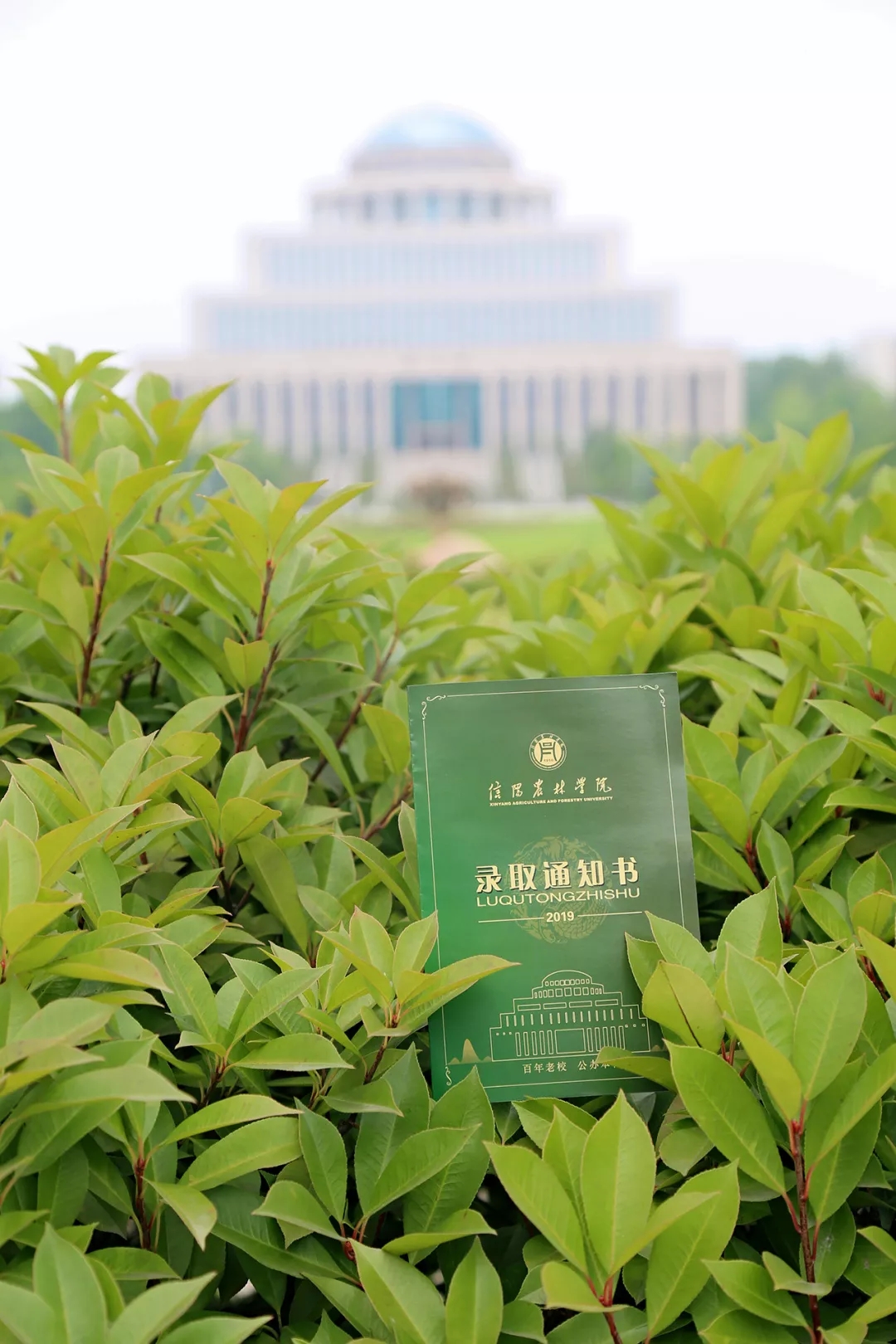 河南二本开始投档、录取啦！这些热点问题，还有通知书，建议看看