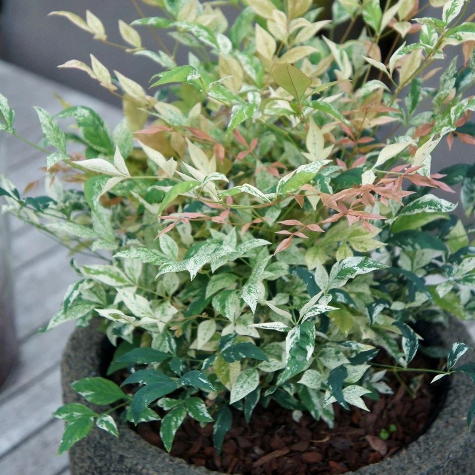 火焰南天竹是怎么来的(一文为您揭秘南天竹的变色奥秘)