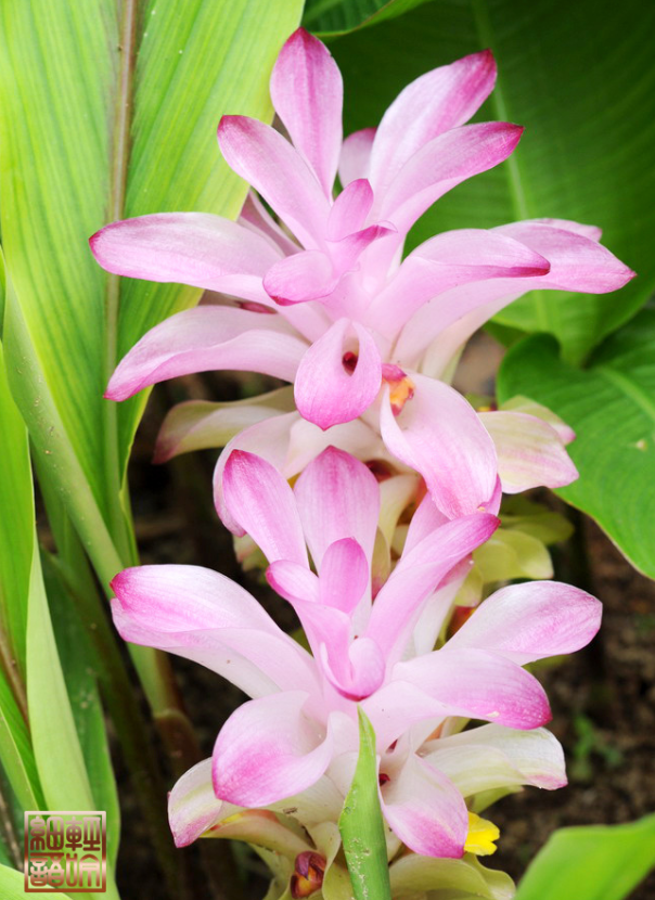 生姜开花,原来这么美,第一次见到