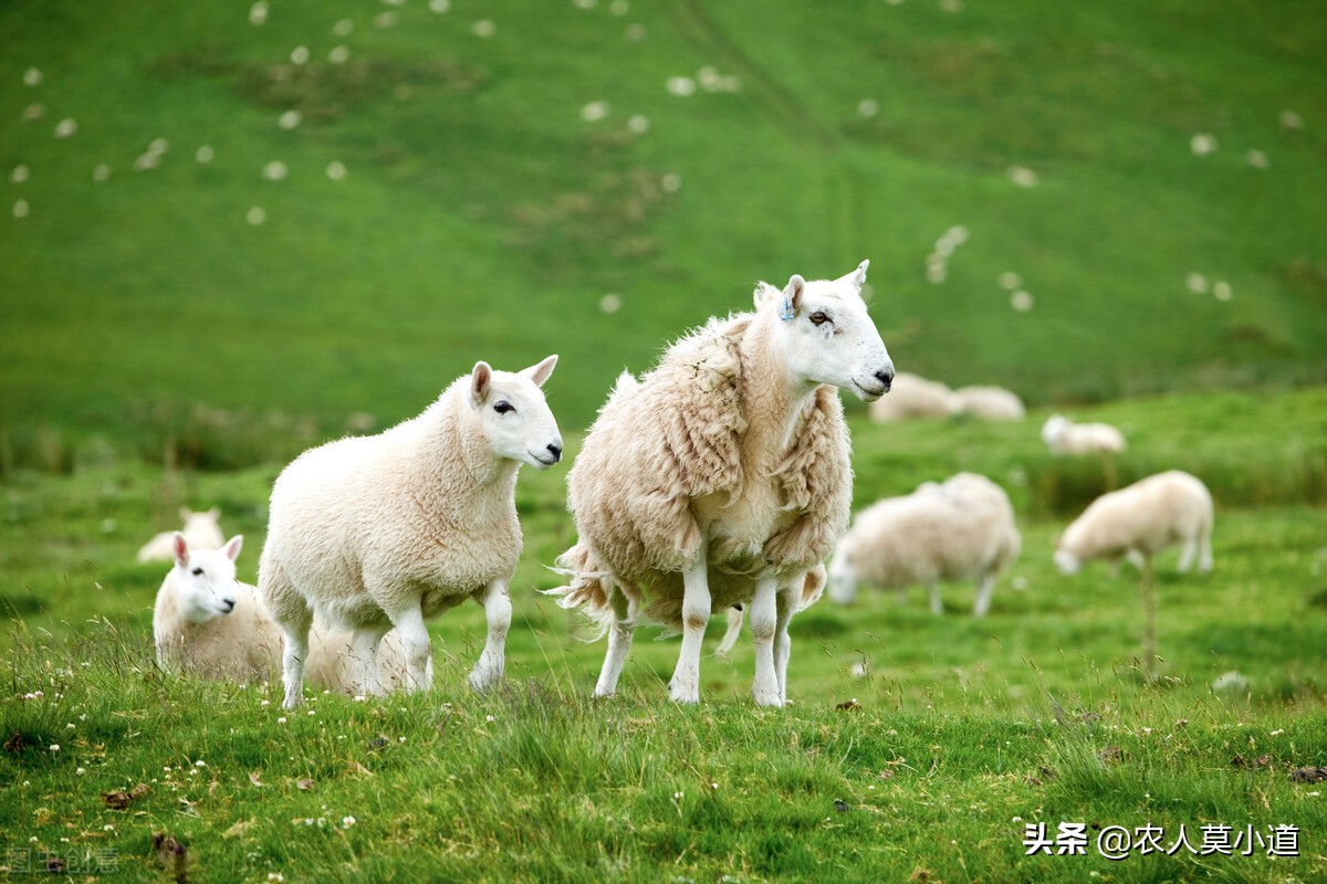 适合穷人养殖创业，在家养10只羊能赚钱吗？