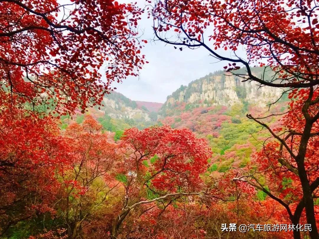 登山揽胜赏红叶，爱在金秋石门坊.北国小江南 l临朐老龙湾