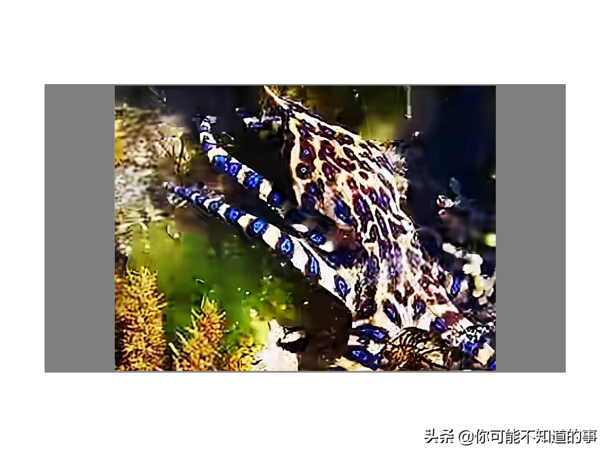 世界上最危险的海洋生物 探索神秘海洋十大最危险生物