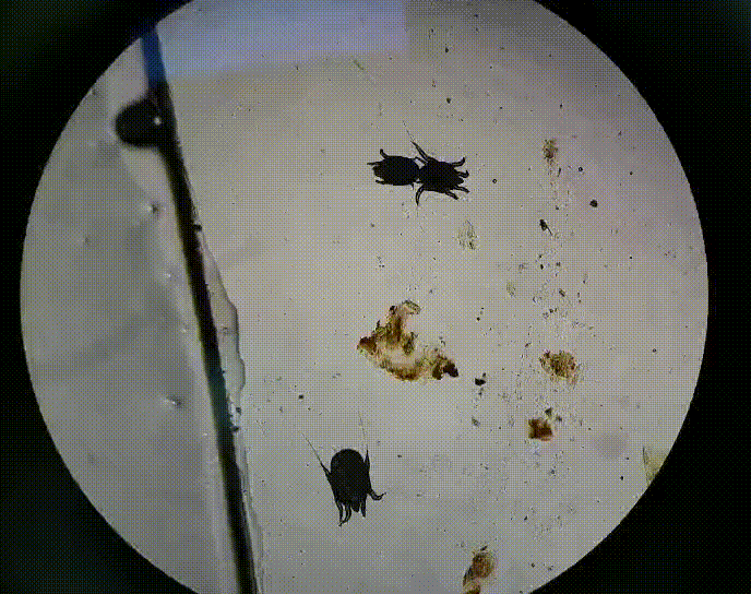 猫耳屎与耳螨如何区分？别再乱用药，正确识别才能有效护理猫咪耳朵健康