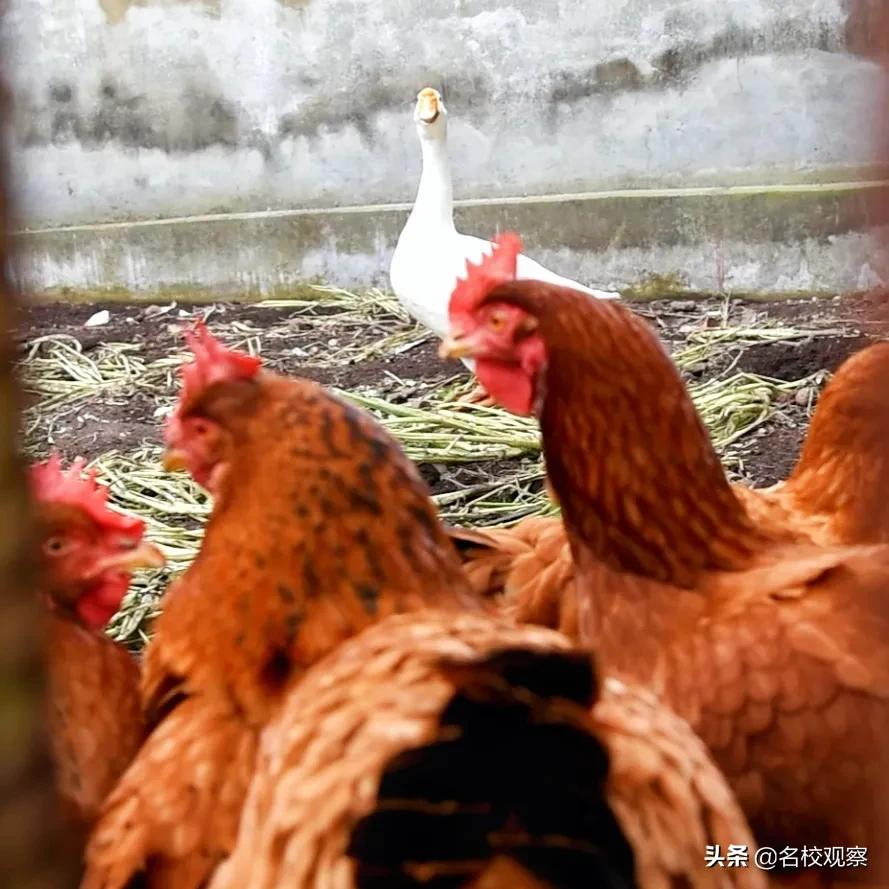 新中国第一所民办学校现在怎么样了？实地探访