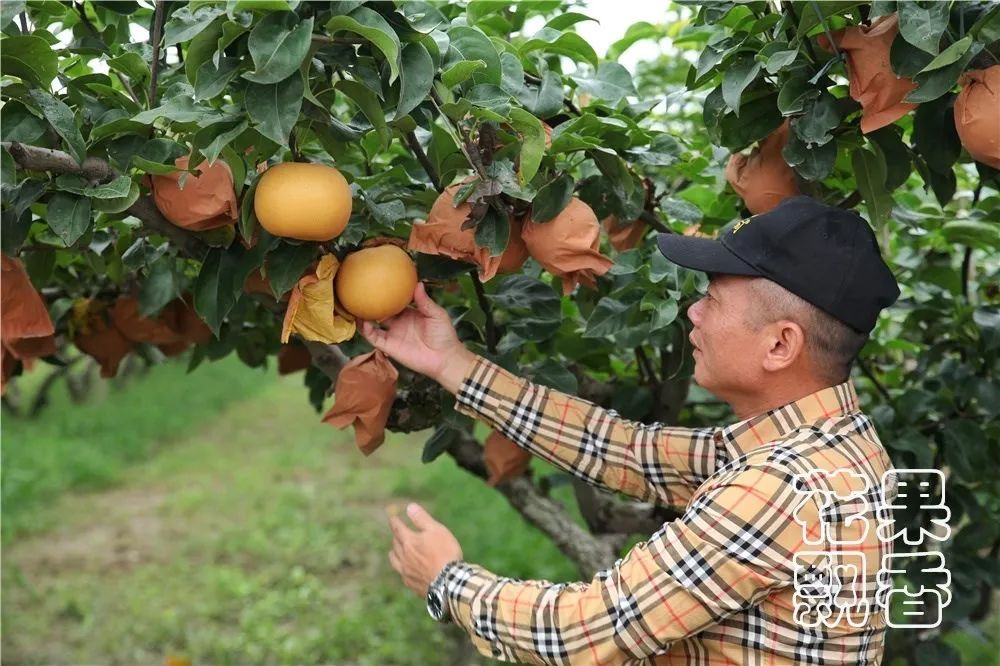 品质越种越差，价格越卖越低，国内水果行业的怪圈怎么破？