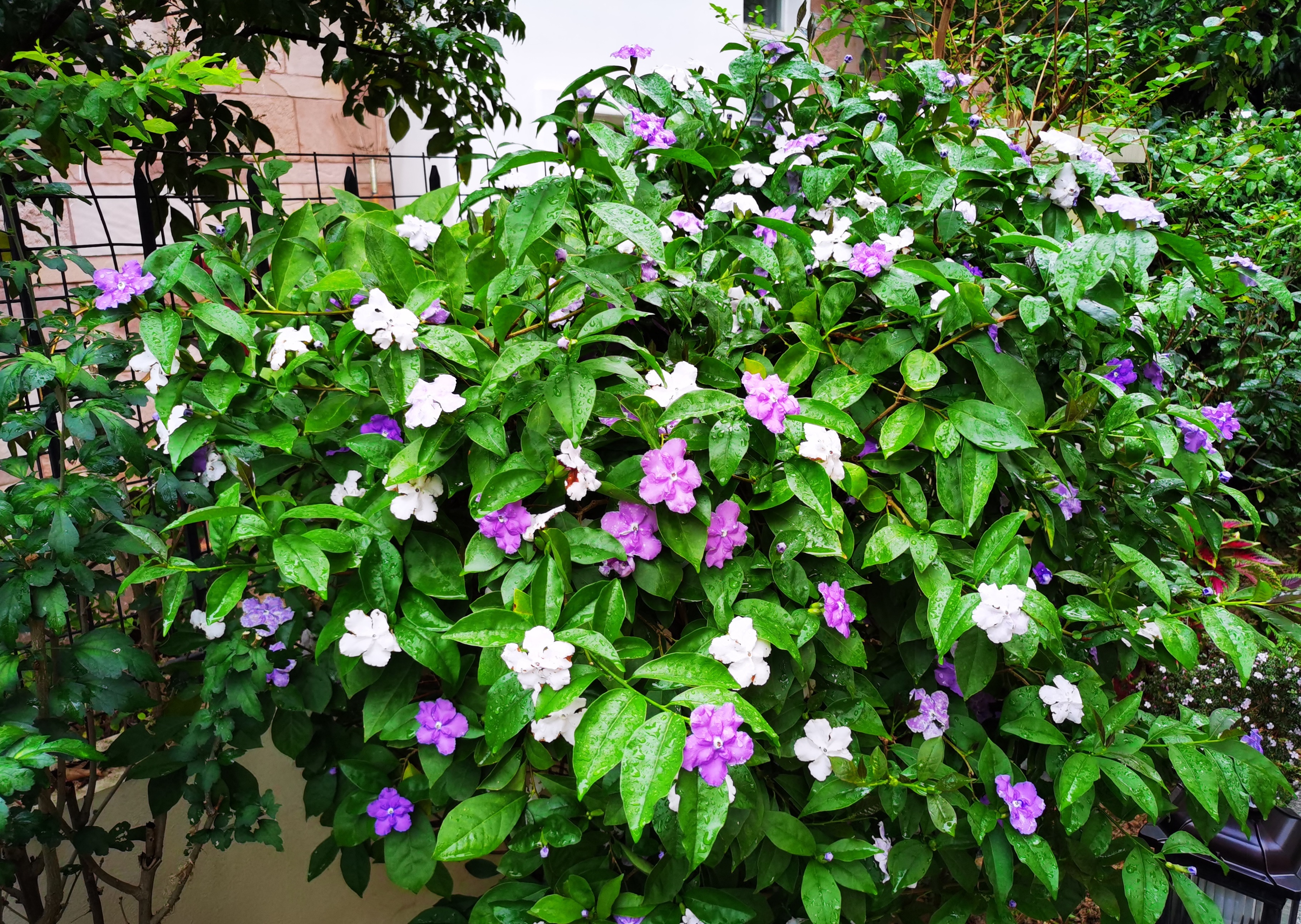 双色茉莉图片(阳台养花,养棵"双色茉莉",三季有花看,赏花又闻香,还