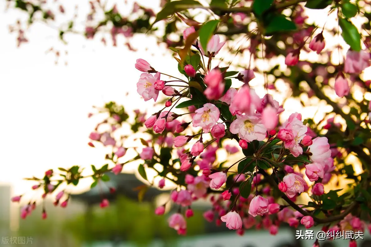 海棠苏轼故事赏析（苏轼写海棠的情感）