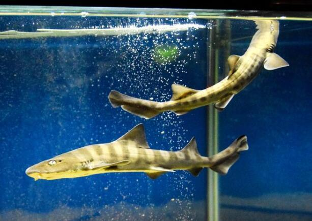 十年没接触过公鲨的母鲨,生下了一只小鲨鱼