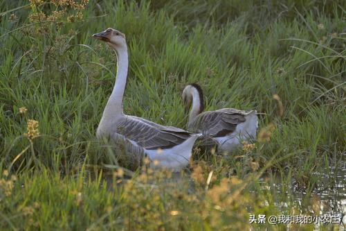 了解鹅“飞机翅”形成的4种原因3种危害，采取3措施缓解翻翅现象