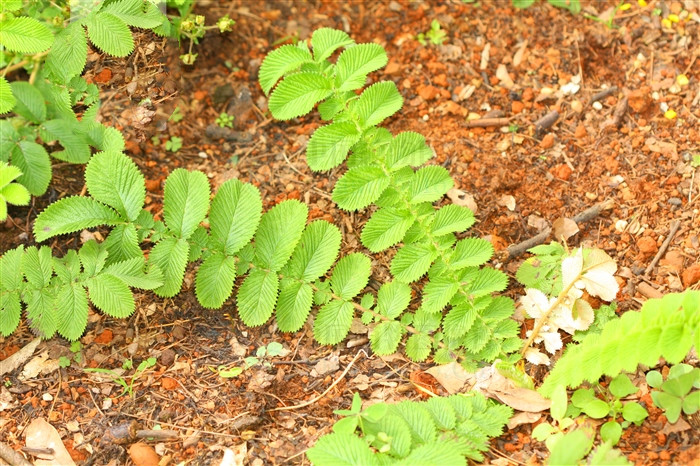 管仲来源产地为蔷薇科植物西南委陵菜的根或带根全草.