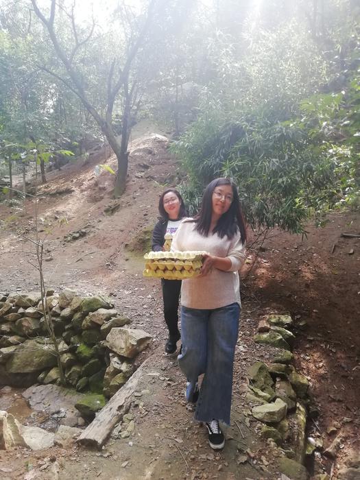 土鸡养成记！两位“80后”女大学生秦岭脚下养“跑山鸡”