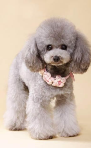 泰迪和白色泰迪,这三种是比较常见的泰迪,而这三种泰迪价格也都平均