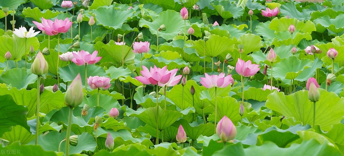 华北电力大学保定分数线（2021华北电力大学）