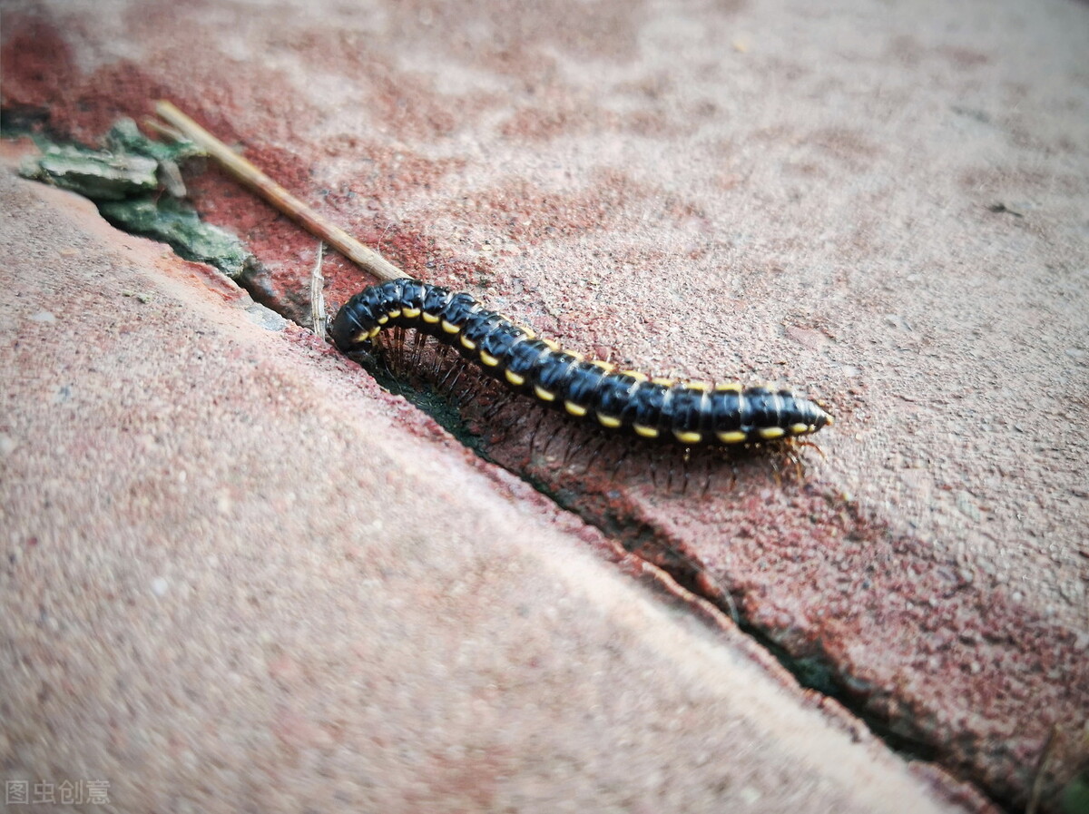 这五种小虫子，我想大家在家里都见过