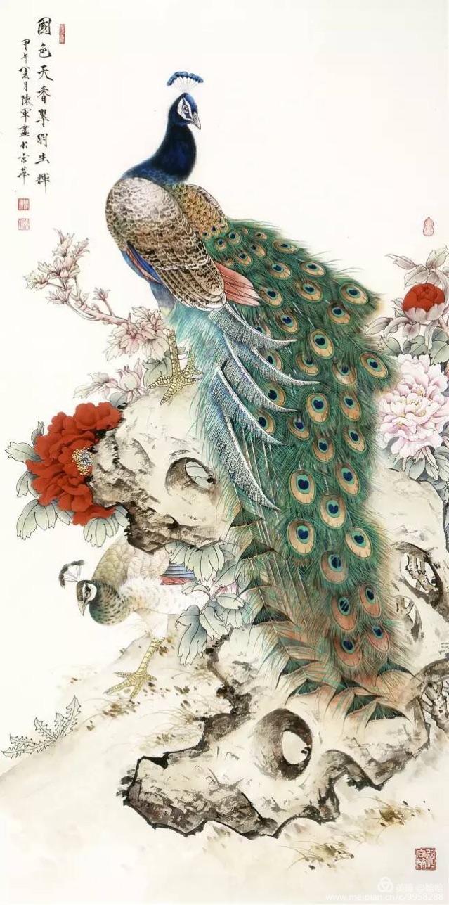 孔雀东南飞！高贵、冷艳的白孔雀