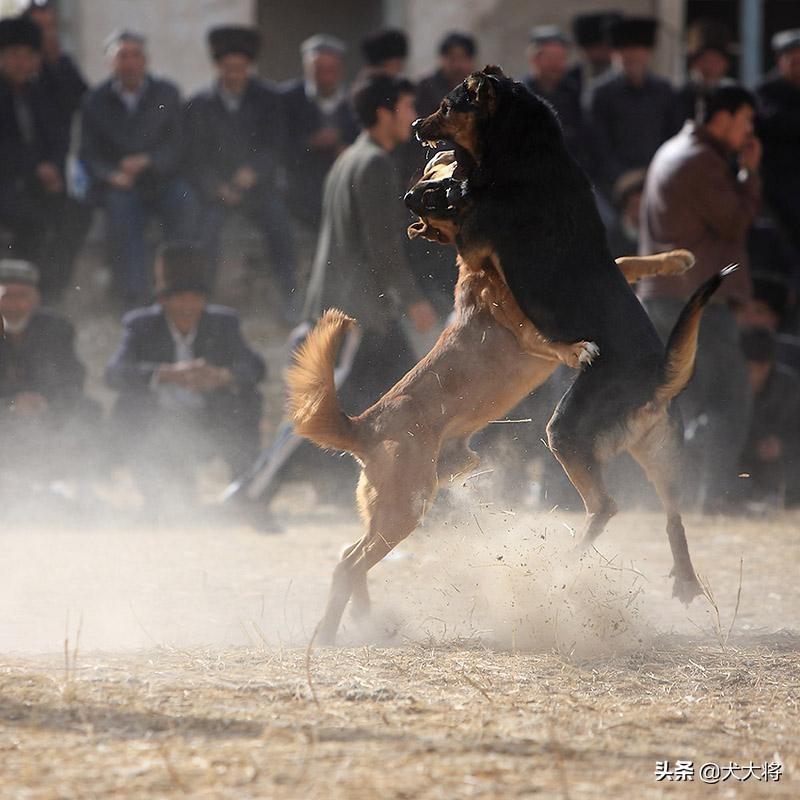 北方农村斗狗故事之黑背犬王