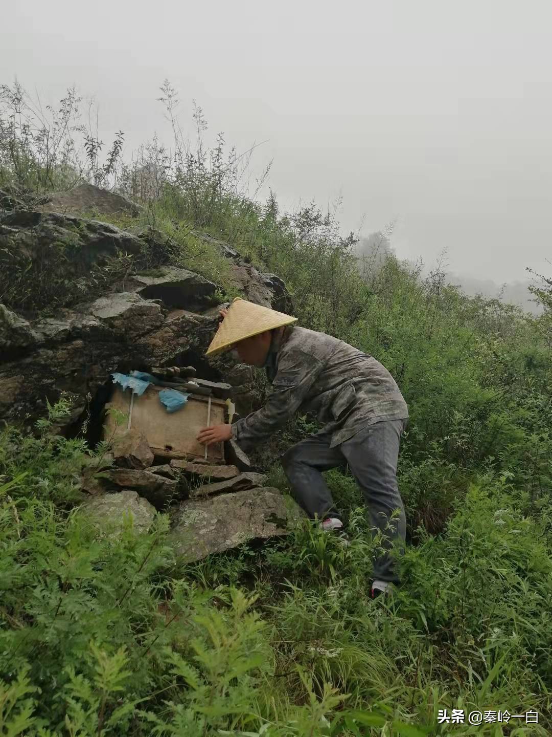 你吃过土蜂蜜，听过这些蜜蜂诗词吗？看看苏东坡他们是怎么写的