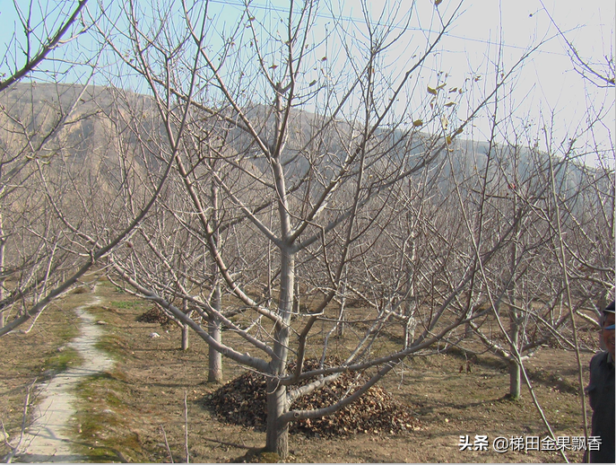 苹果生长周期（揭秘苹果树一年内的生长周期过程）