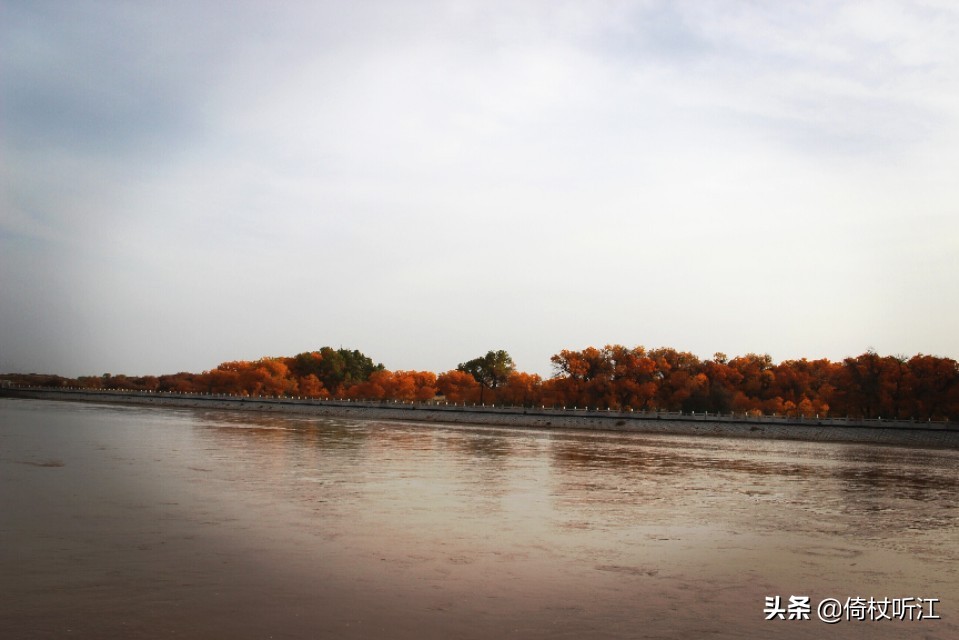 千里醉胡杨，不忍道别离