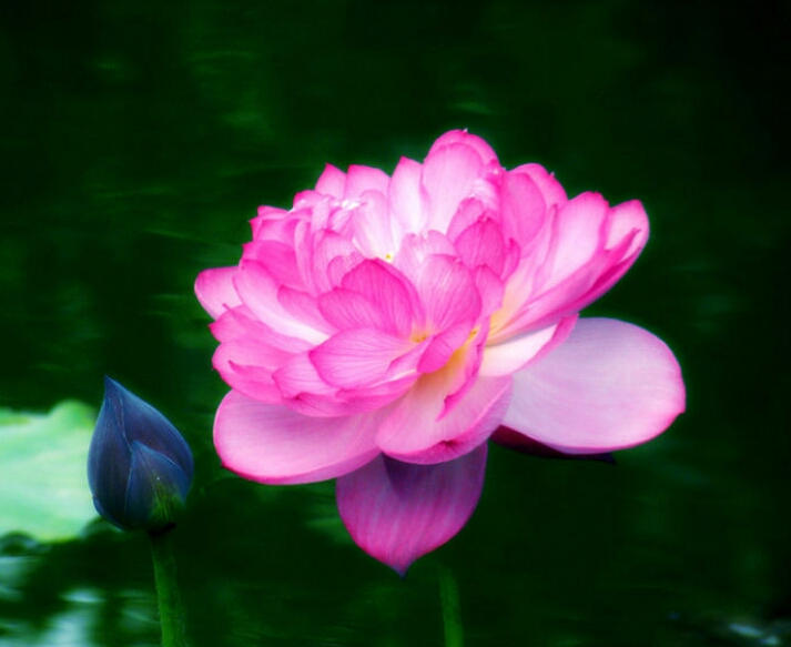 富贵莲:养一盆花香四溢的富贵莲,代表着富贵与吉祥