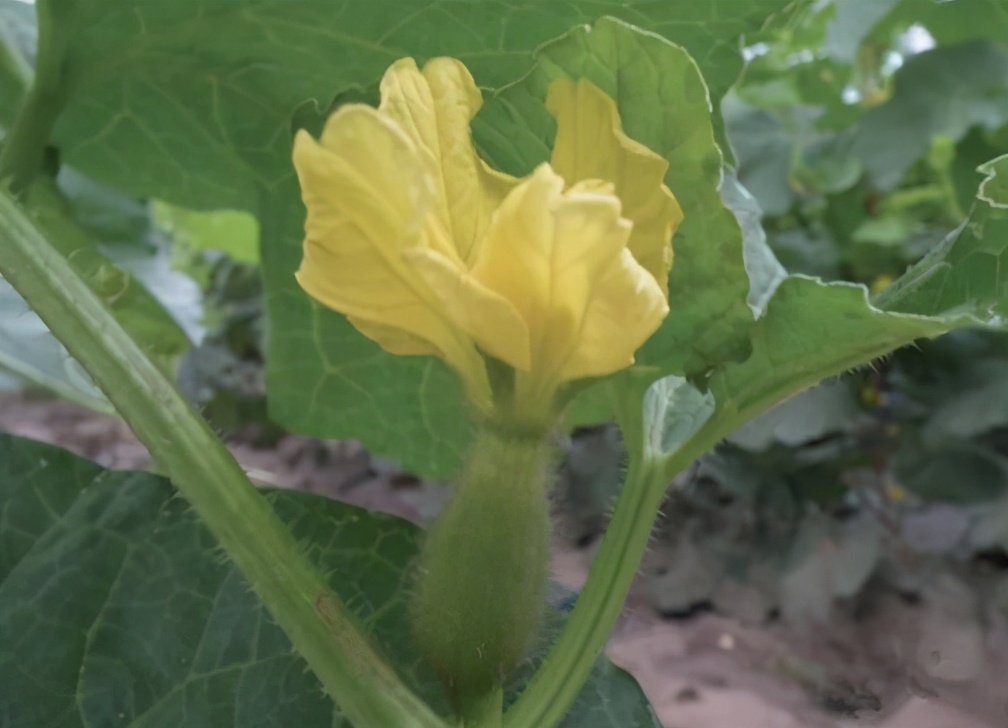 哈密瓜種植時間和方法,南方哈密瓜種植時間和方法