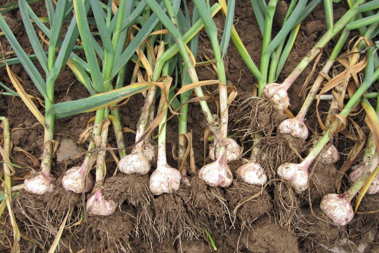 根茎类大全图片(关于一些常见的根茎类蔬菜)