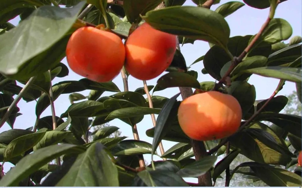 黄冈师范学院-学院简介 | 探索生命奥秘 培植科学精神
