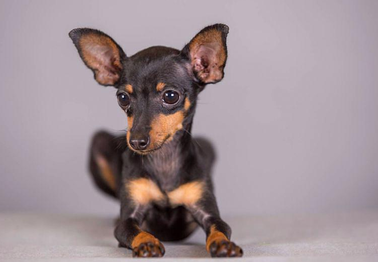 长不大的宠物狗有哪些品种,买一只需要多少钱?-宠物主人