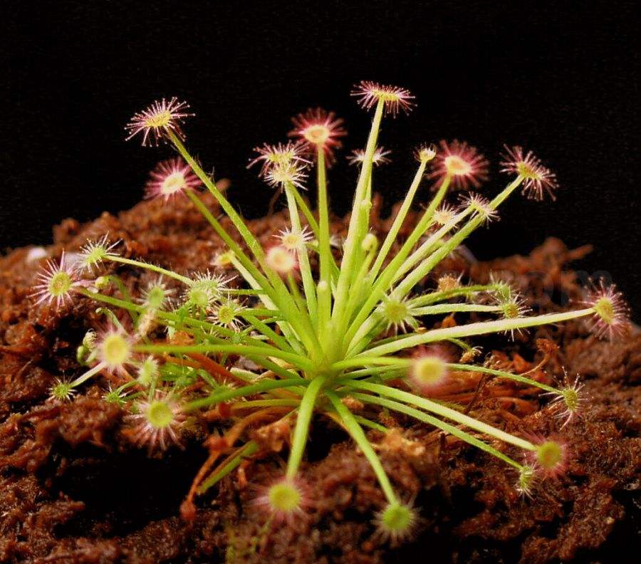 毛毡苔图片(山里的野草专门吃虫子) - 赤虎壹号