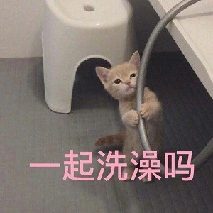 猫咪撩老公表情包合集｜好困困，要老公亲亲才起来