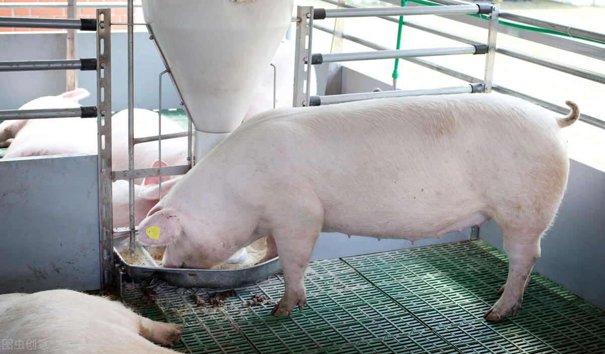非瘟为何在秋冬季比夏季传染更快？要做好养猪场的生物安全工作