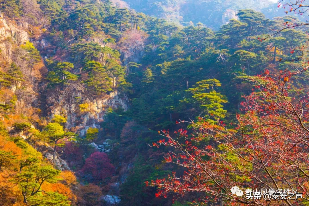 深秋泰山：一年好景君须记，最是橙黄橘绿时