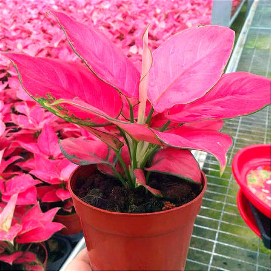 如意皇后开花的图片(如何把如意皇后打造成精美盆景) - 赤虎壹号