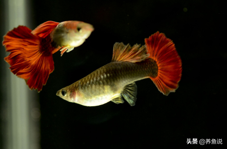 孔雀魚的繁殖,孔雀魚的繁殖周期是多少天