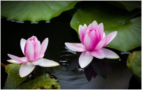 莲花向来是高雅高洁的代名词，注意养护技巧，自家也能养