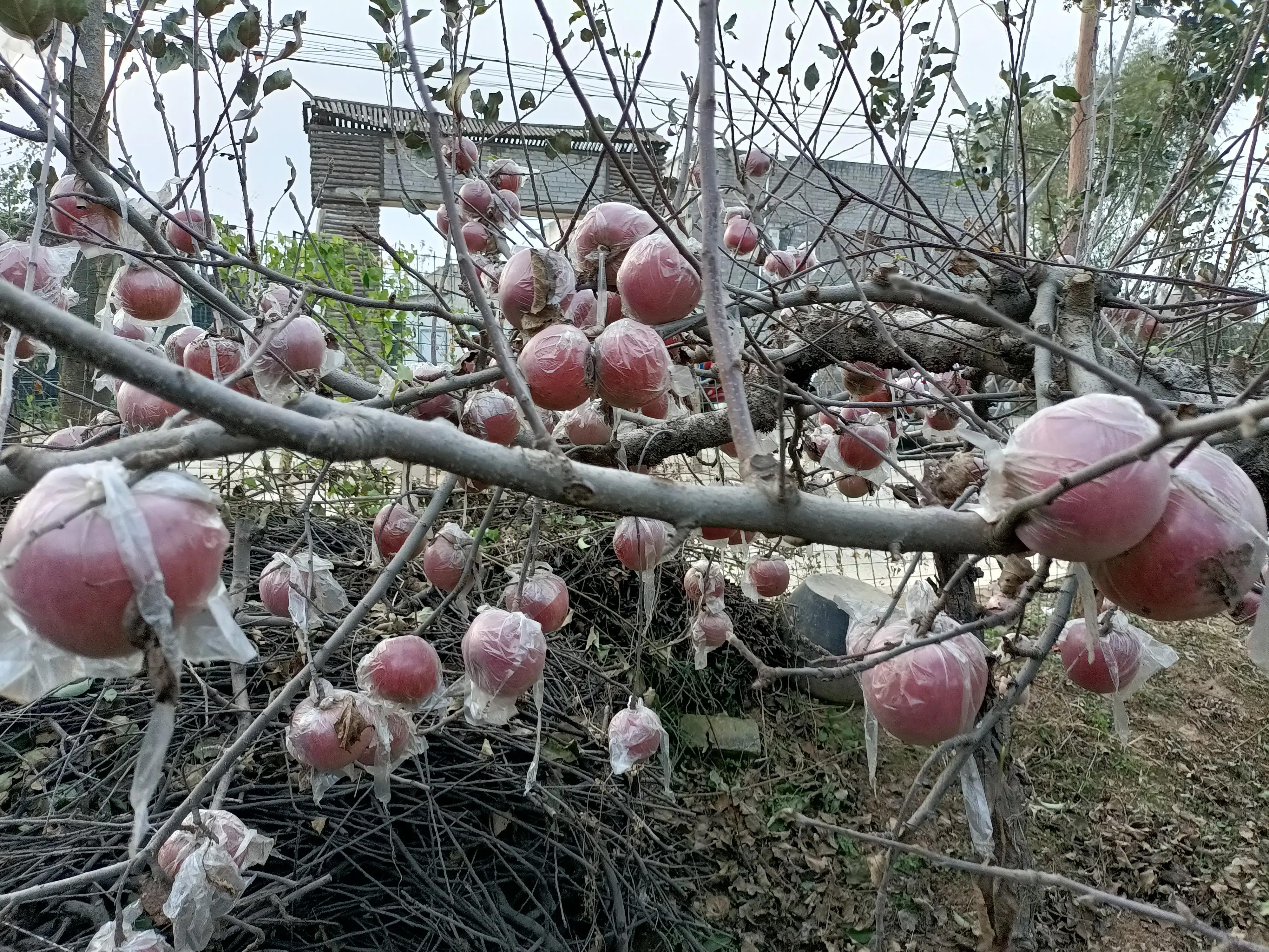 小寨村：灾后的苹果红艳艳