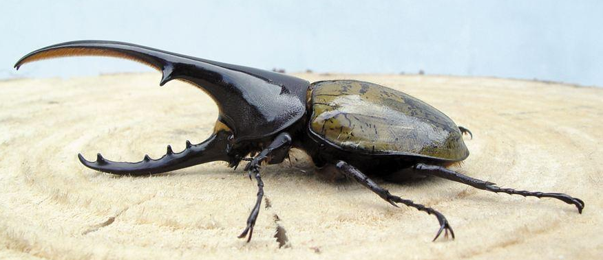 昆虫中的“大力神”，能举起超过自身重量850倍的物体，售价上千