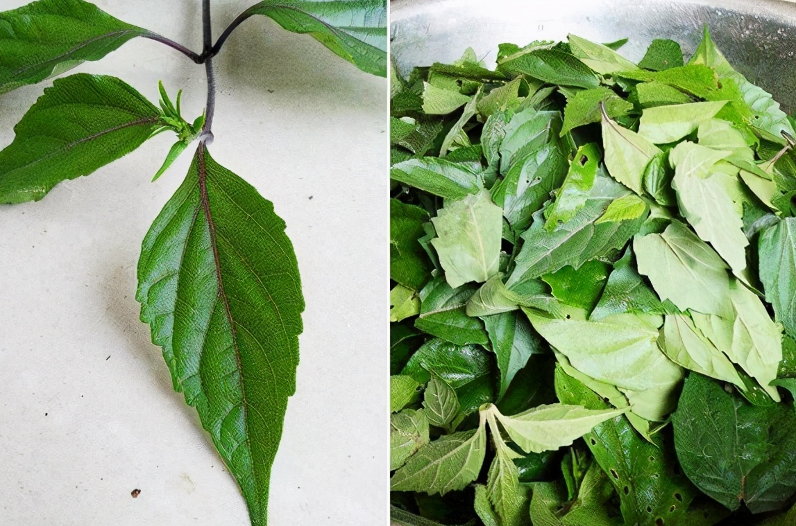 神仙叶子的功效与作用-我的快乐小窝